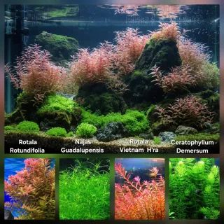 Pack Plantas Aquário: Rotala, Naja, Ceratophyllum