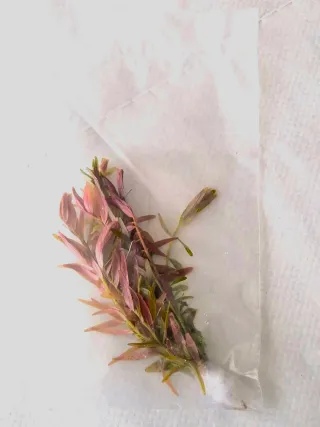 Pack Plantas Aquário: Rotala, Naja, Ceratophyllum