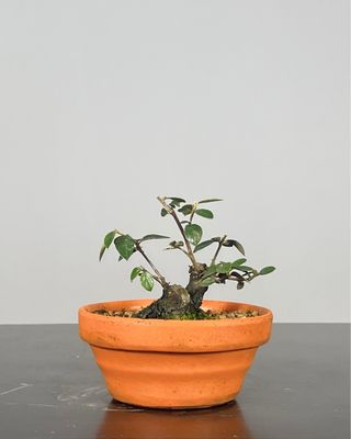 Cotoneaster Pré-Bonsai Shohin
