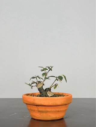 Cotoneaster Pré-Bonsai Shohin
