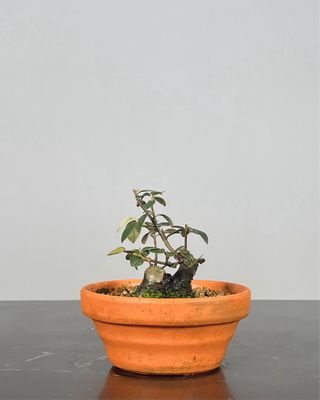Cotoneaster Pré-Bonsai Shohin