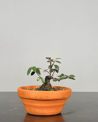 Cotoneaster Pré-Bonsai Shohin