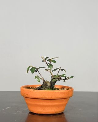 Cotoneaster Pré-Bonsai Shohin
