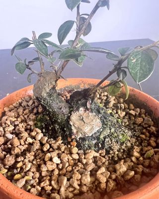 Cotoneaster Pré-Bonsai Shohin
