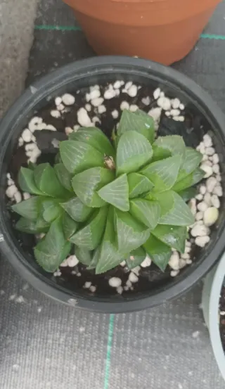 Haworthia Retusa Suculenta