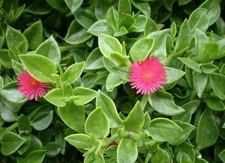 Planta Flor colgante, tapizante