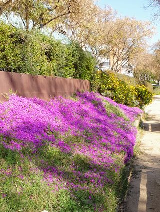 Planta Flor colgante, tapizante