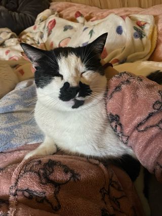 Cuidadora de mascotas en Moralzarzal