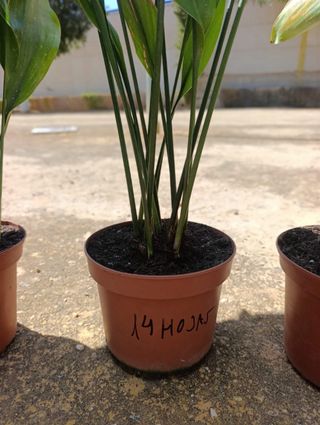 Plantas de Aspidistra