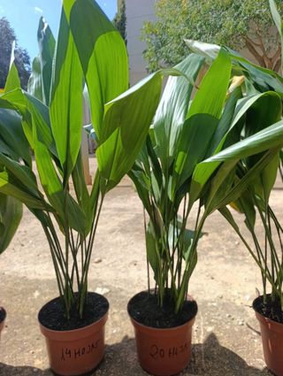 Plantas de Aspidistra