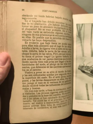 Libro antiguo (1920) Insectos