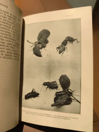 Libro antiguo (1920) Insectos