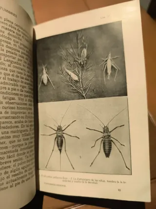 Libro antiguo (1920) Insectos