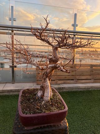 Bonsái Olmo Nire