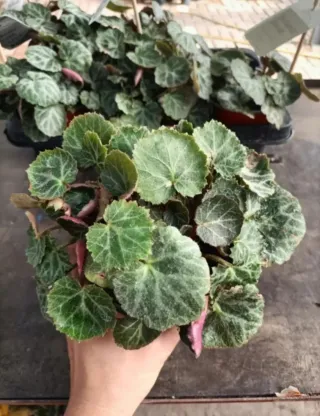 Begonia Fragola Saxifraga Solonifera