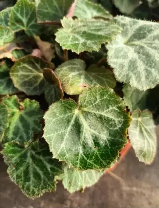 Begonia Fragola Saxifraga Solonifera