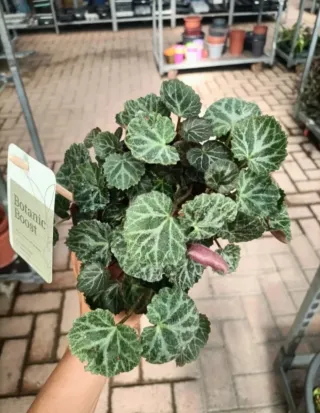 Begonia Fragola Saxifraga Solonifera