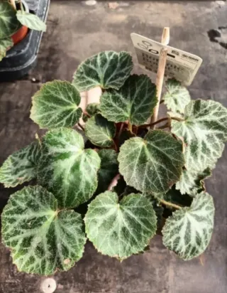 Begonia Fragola Saxifraga Solonifera