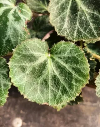 Begonia Fragola Saxifraga Solonifera