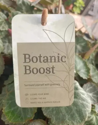 Begonia Fragola Saxifraga Solonifera