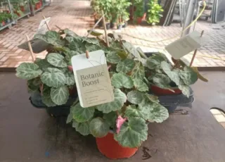 Begonia Fragola Saxifraga Solonifera