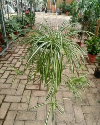 Pianta Ragno Chlorophytum