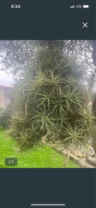 Planta de aire Tillandsia