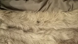 Chaquetón piel gris talla 42