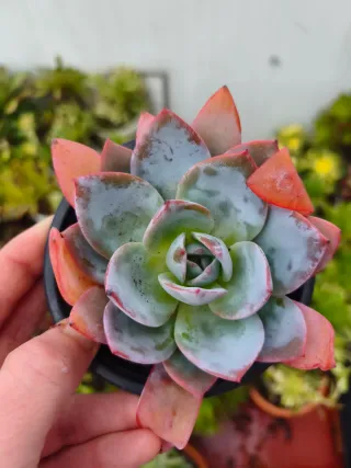 Echeveria