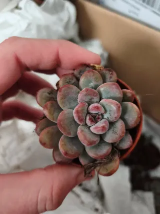 Echeveria black dracon