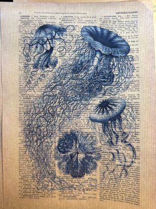 Lote de láminas de medusas