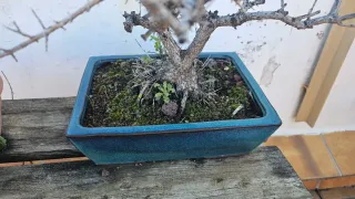 Macetas de cerámica para bonsái