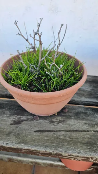 Macetas de cerámica para bonsái
