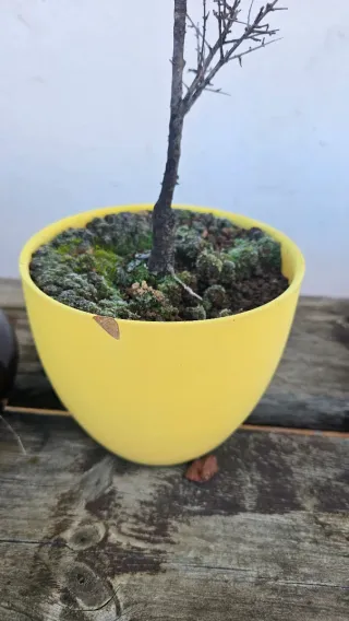 Macetas de cerámica para bonsái