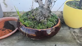 Macetas de cerámica para bonsái