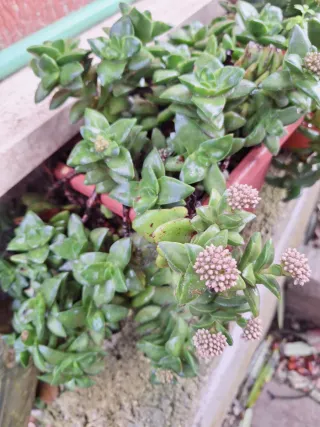 Pianta grassa con fiori