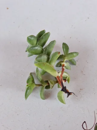 Pianta grassa con fiori