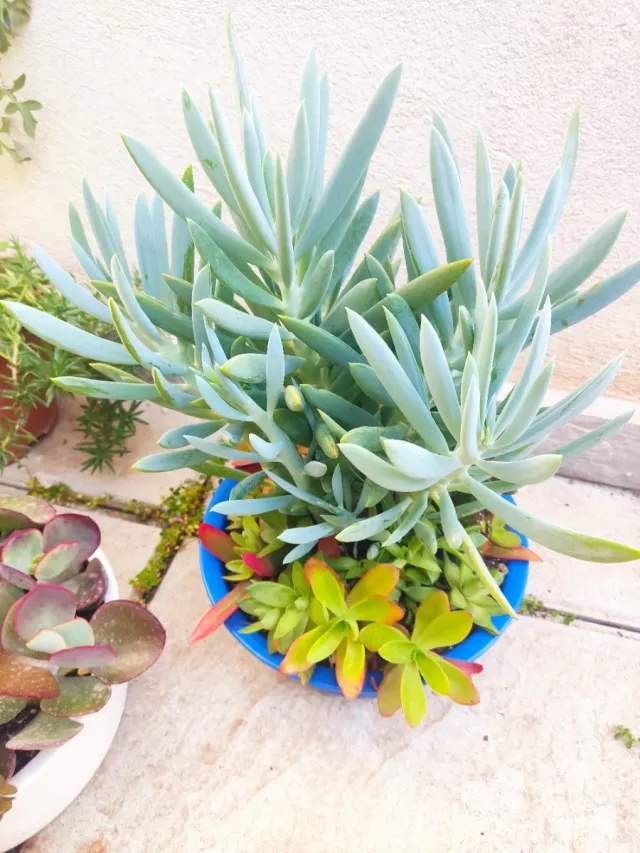 Oferta Hoy Lote plantasnaturales interior/exter