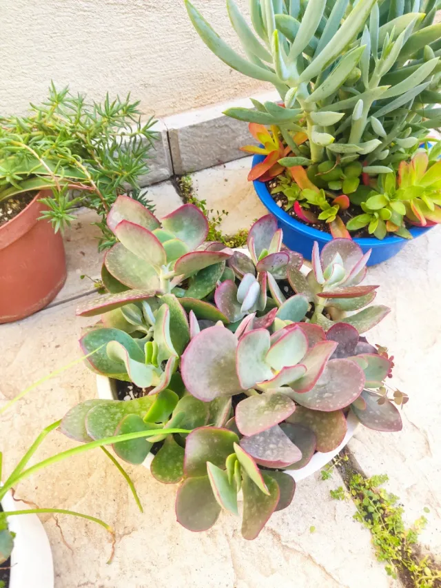 Oferta Hoy Lote plantasnaturales interior/exter