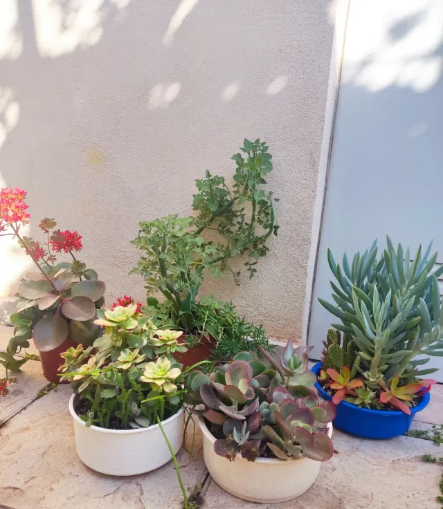 Oferta Hoy Lote plantasnaturales interior/exter