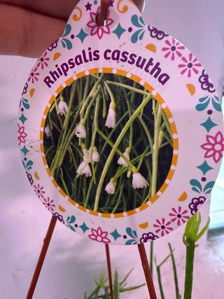 Rhipsalis cassutha planta colgante