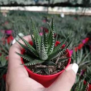 Pianta grassa Haworthia