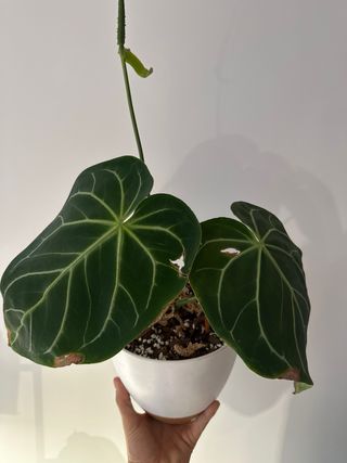 Anthurium Magnificum Planta