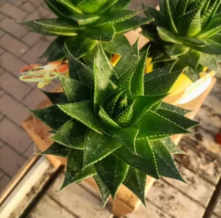 Aloe Aristata Cosmo Collection 20cm