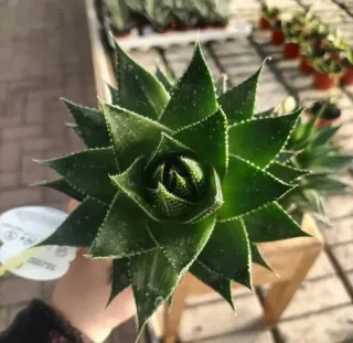 Aloe Aristata Cosmo Collection 20cm