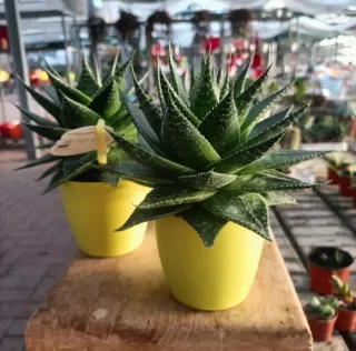 Aloe Aristata Cosmo Collection 20cm