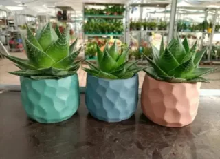 Aloe Aristata Cosmo Collection 20cm