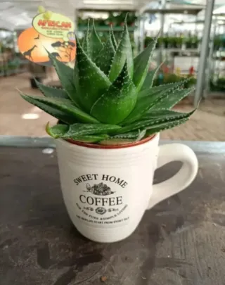 Aloe Aristata Cosmo Collection 20cm