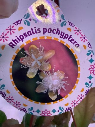 Rhipsalis pachyptera planta colgante