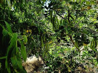 Terreno en venta en Canillas de Aceituno